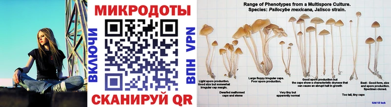 Галлюциногенные грибы Psilocybine cubensis  Купить где  Верея 